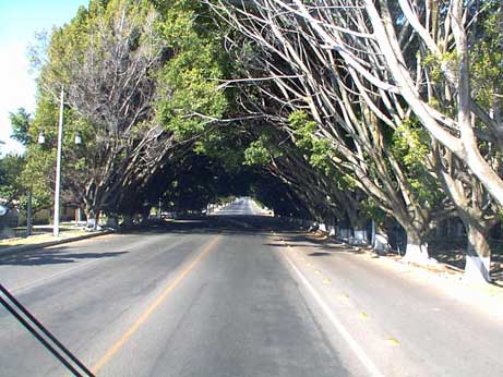 À Ajijic, la nature a fabriqué une espèce de tunnel naturel dont les arbres vont d’un côté à l’autre de la rue! Spécial! 